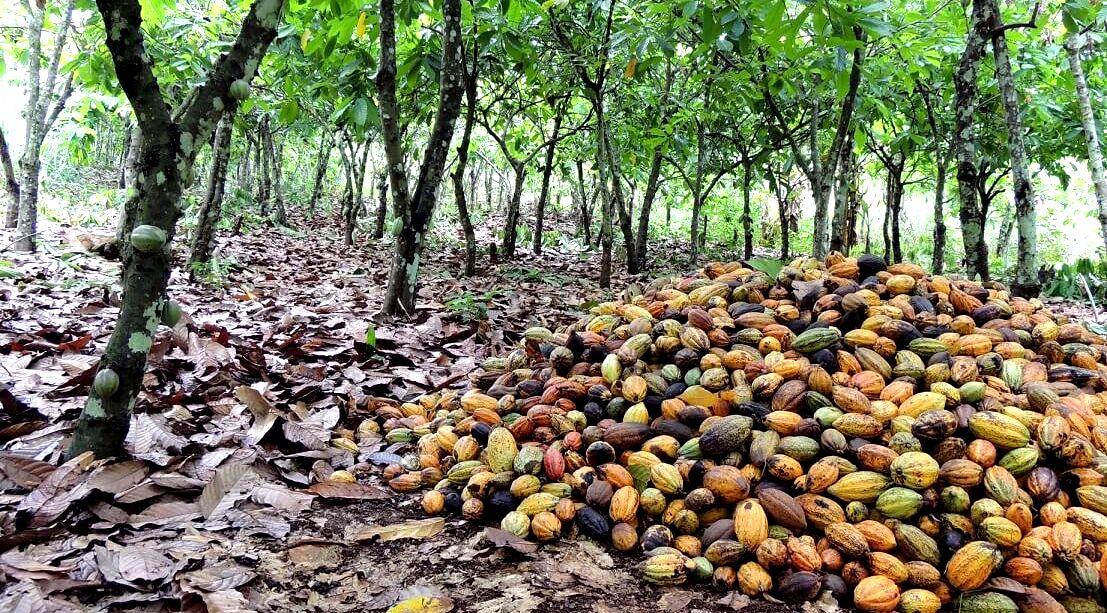 Récolte dans une cacaoyère ivoirienne © P. Jagoret, Cirad